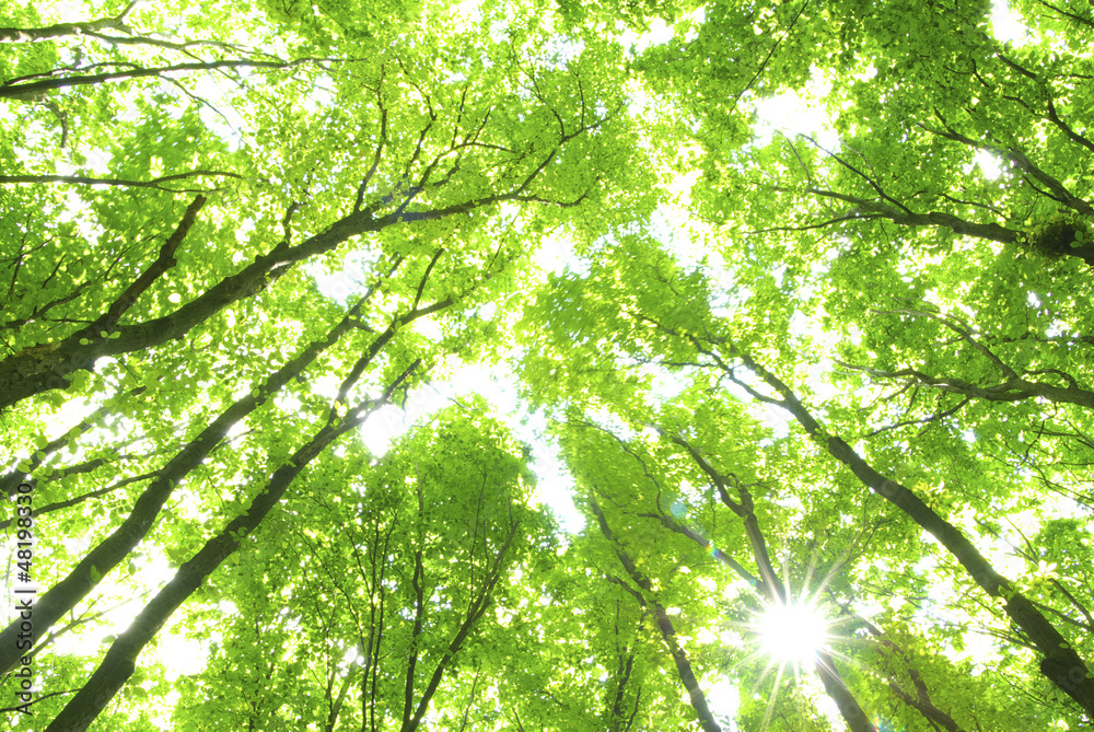 Fototapeta premium green trees