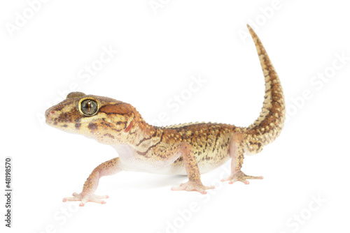 Panther Gecko, Paroedura pictus, Isolated on White