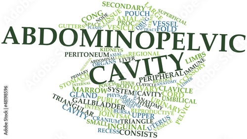 Word cloud for Abdominopelvic cavity photo