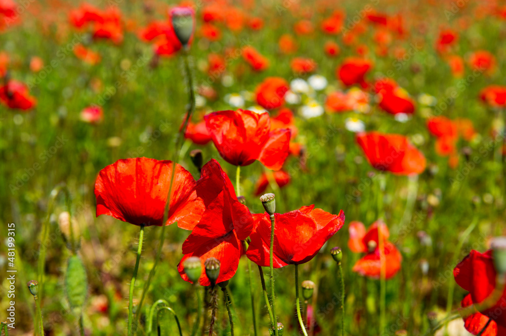 Obraz premium Fields with red Poppies