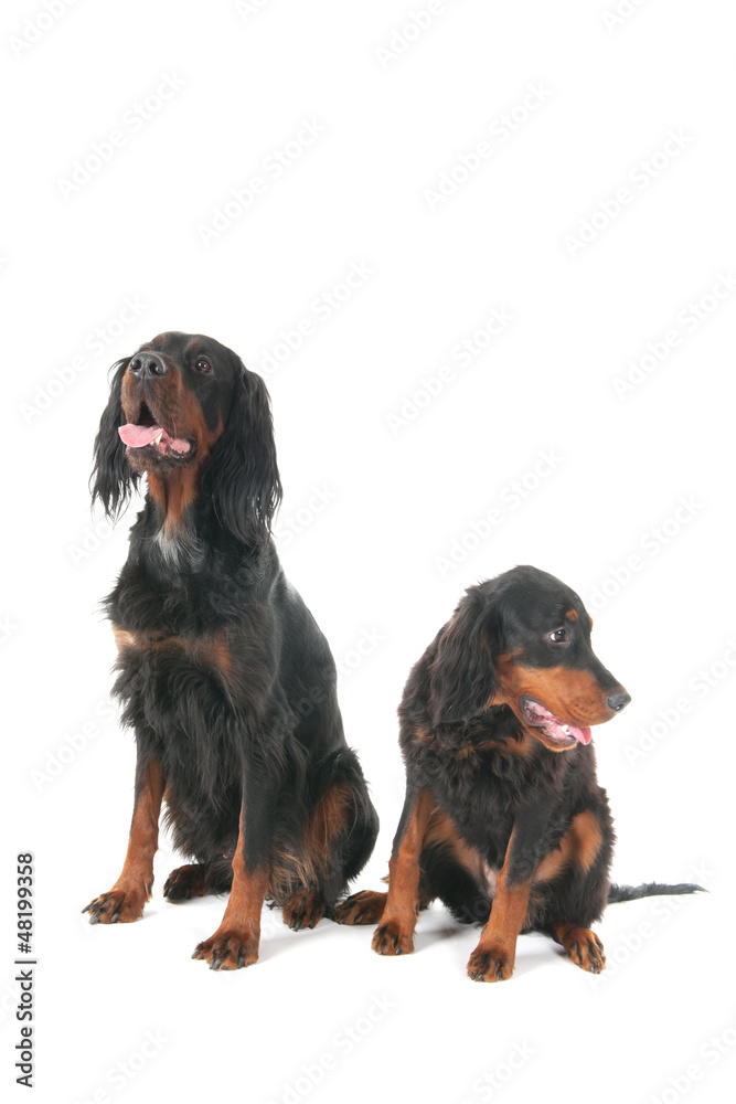 Gordon Setter