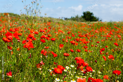 Fields with red Poppies