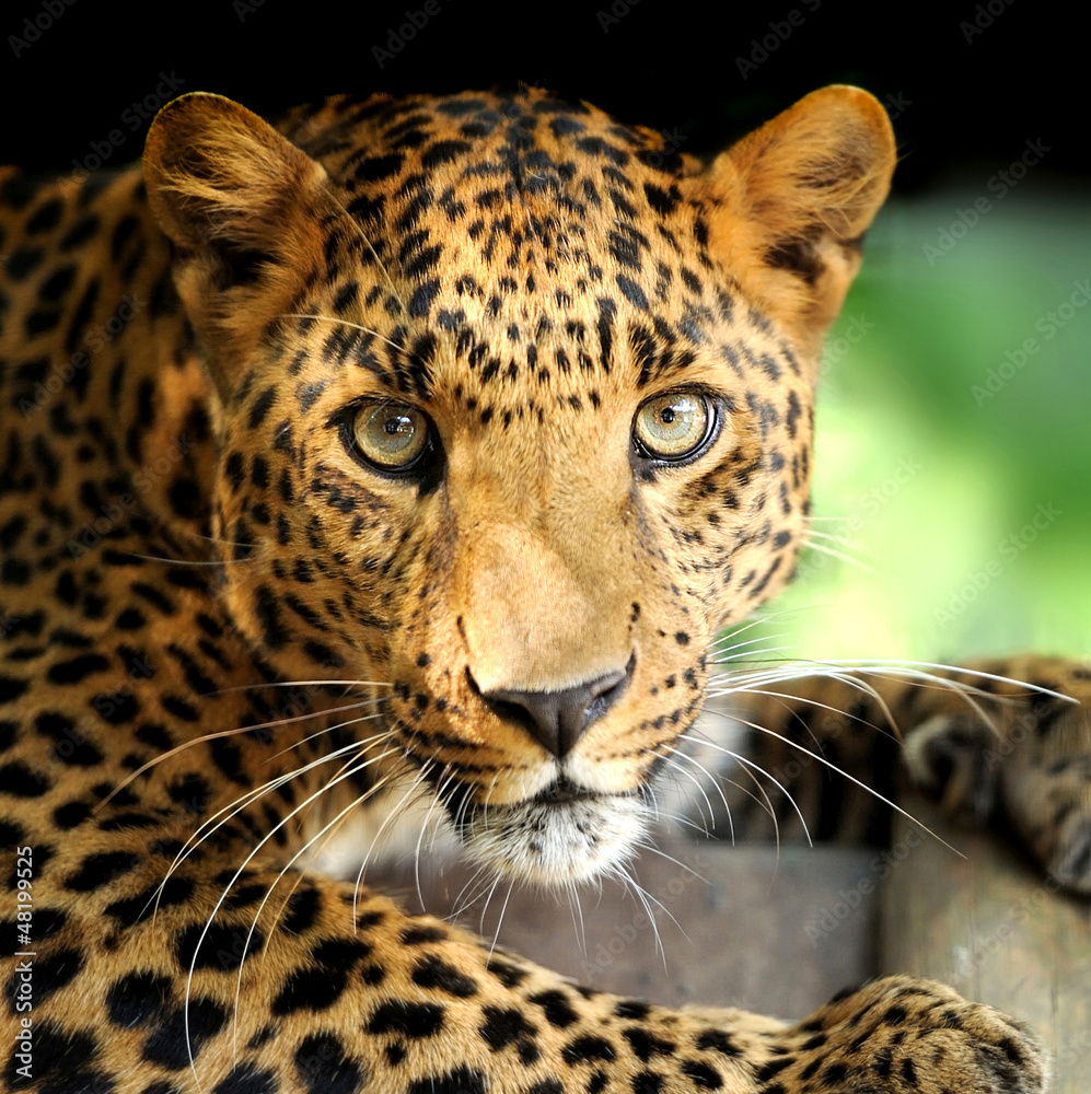 Obraz premium Leopard portrait