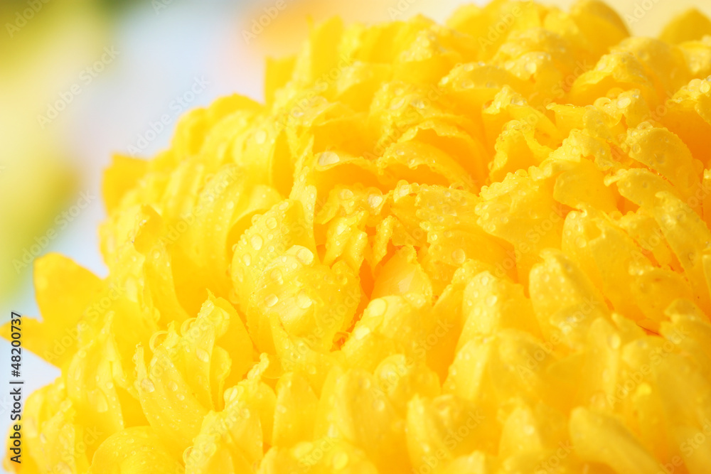 bright yellow chrysanthemum, on autumn background bright yellow chrysanthemum, on autumn background