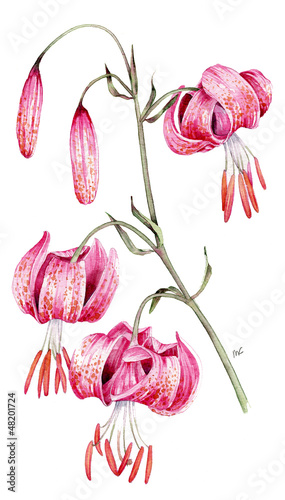 Lilium martagon - giglio martagone