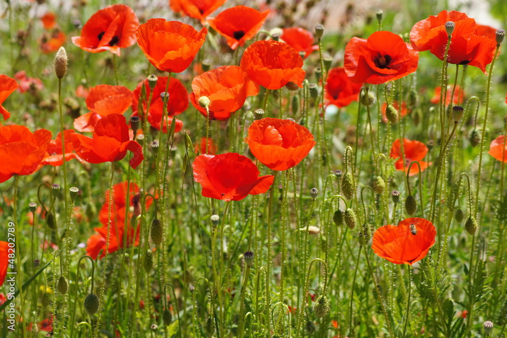 Obraz premium Beautiful poppies