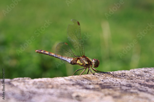 Green Dragonfly © Silken Photography