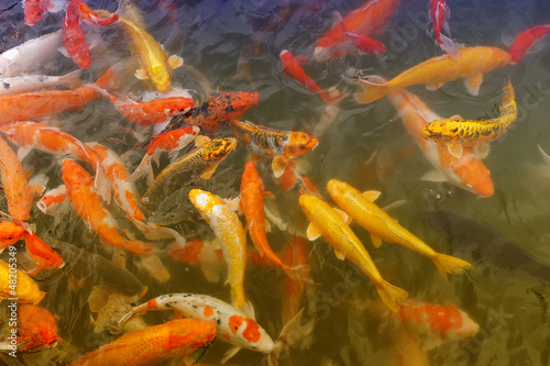 Koi carps swimming in the Pond