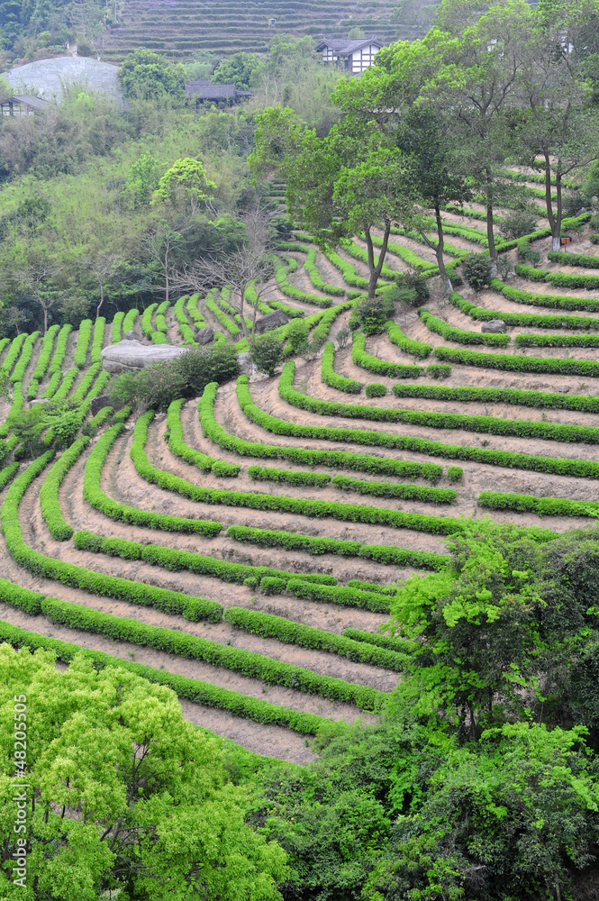 Tea plantation fields