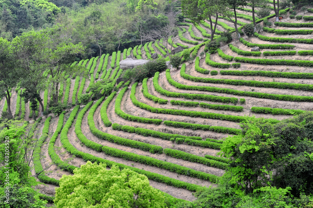 Tea plantation fields