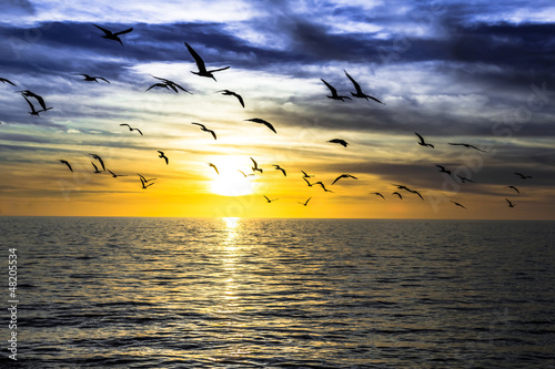 dramatic dark cloudy sunset over the ocean with flying seagulls