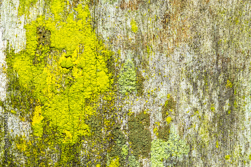 old rough wood background texture with lichen