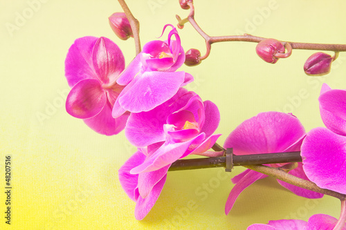 flowers of pink orchid on a yellow background © Galina