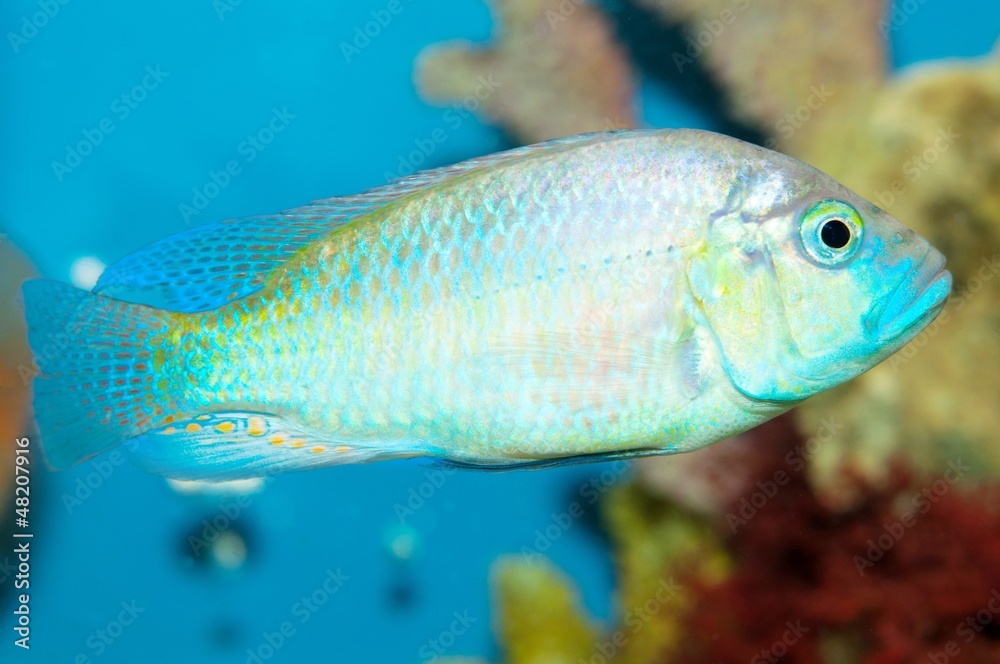 Aquarium fish Aquarium fish