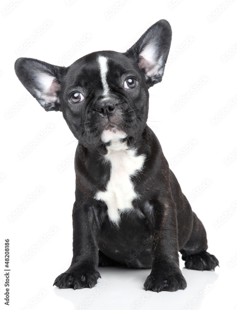 Portrait of French Bulldog puppy