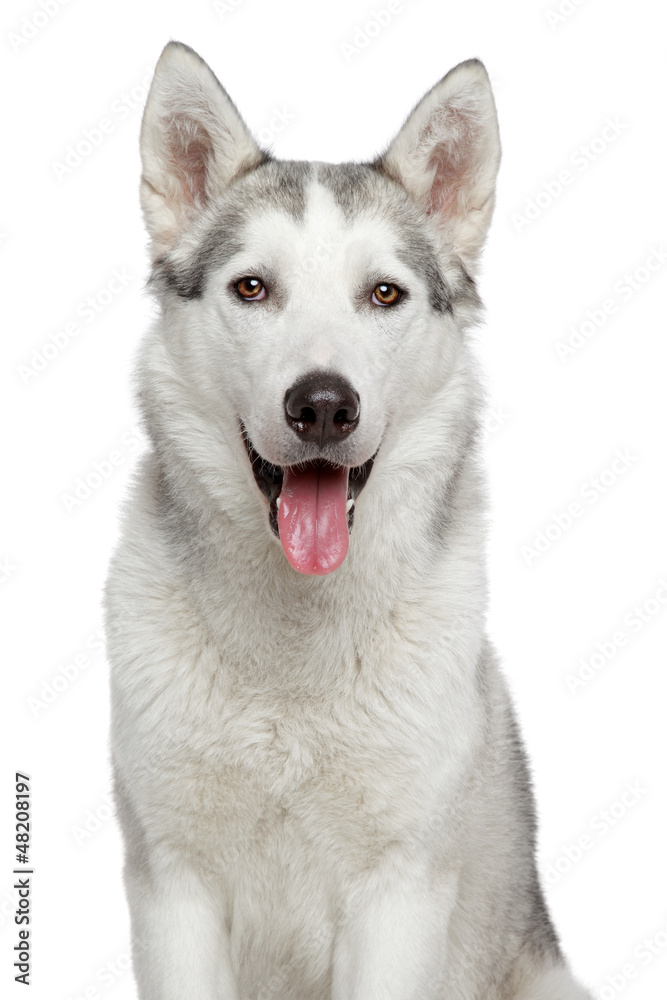 Happy husky dog portrait