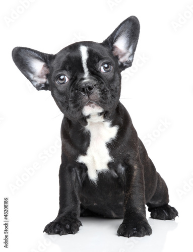 Portrait of French Bulldog puppy © jagodka