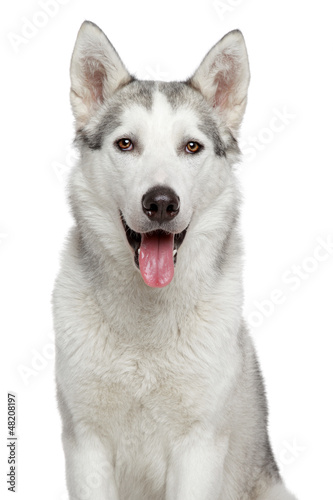 Fototapeta Naklejka Na Ścianę i Meble -  Happy husky dog portrait