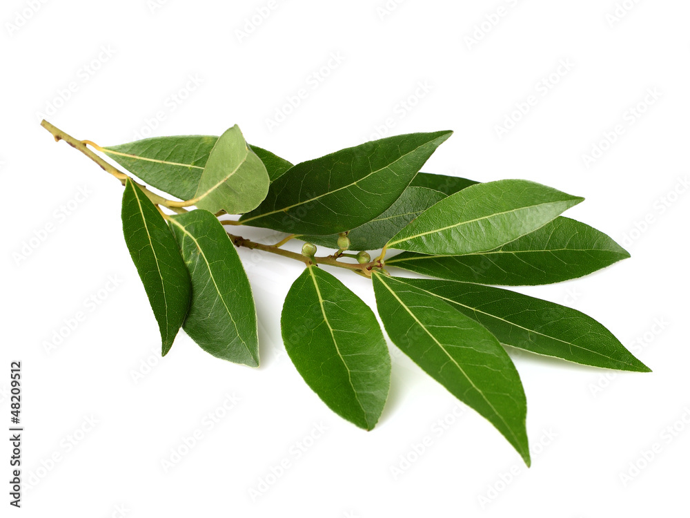 Branch of laurel Branch of laurel