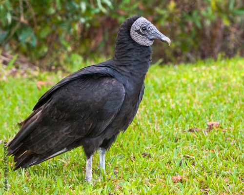 American Black Vulture in the Everglades