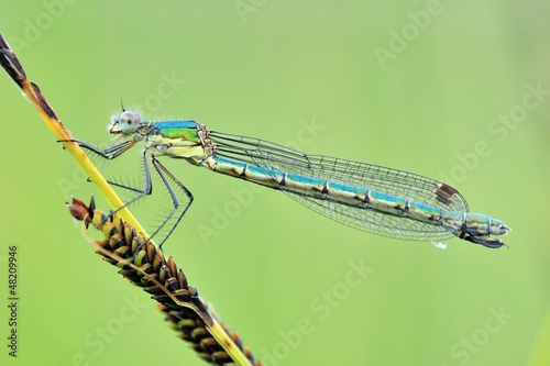 Lestes dryas