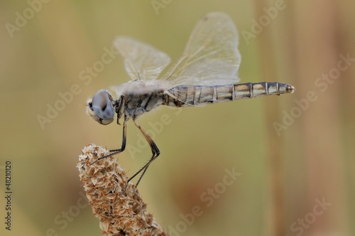 Selysiothemis nigra photo