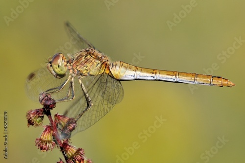 Sympetrum meridionale