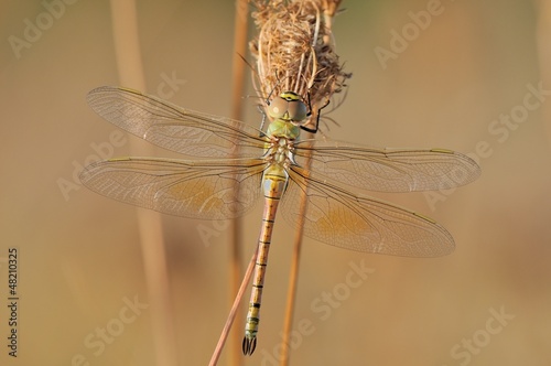 Anax ephippiger photo