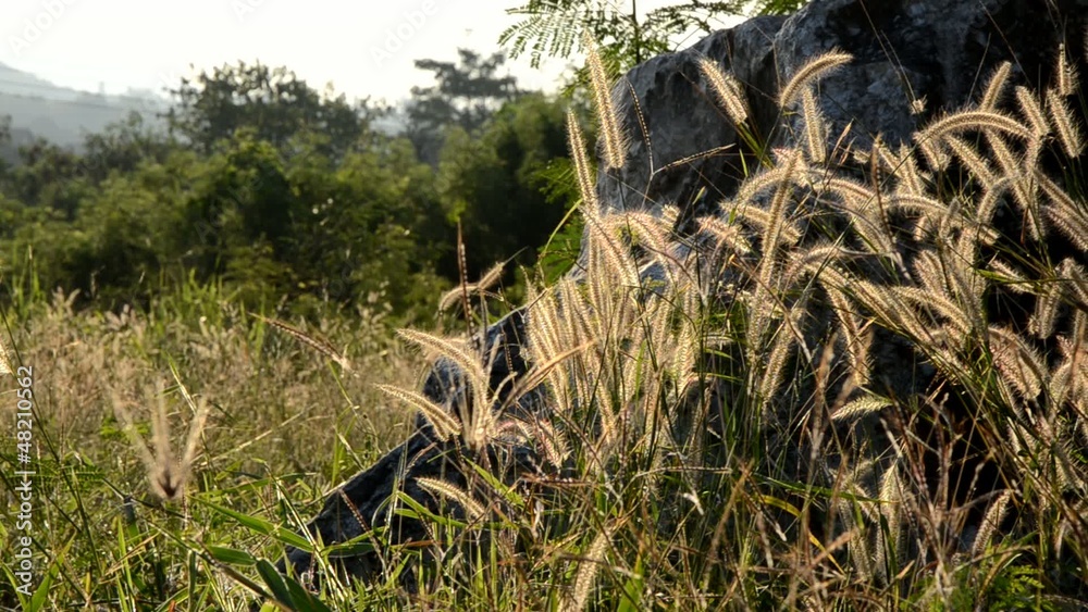 meadow grass swaying in the sunrise meadow grass swaying in the sunrise