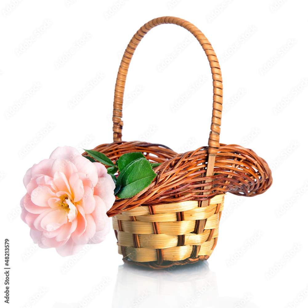 beautiful  pink rose in basket, isolated on white
