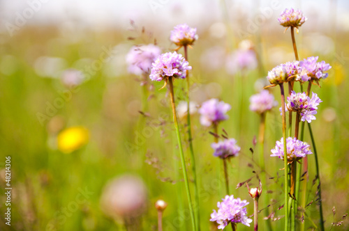 violet flowers on meadows