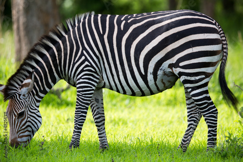 Zebra Grazing on grass