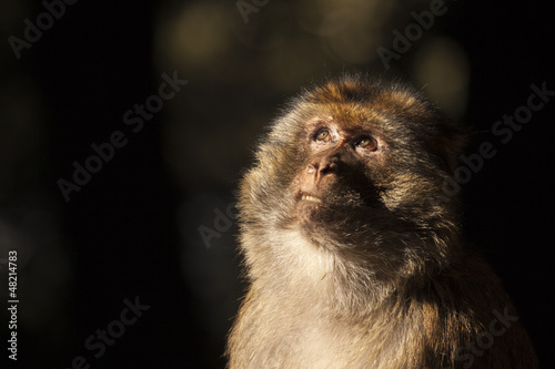 face of a monkey on the Atlas mountains looking at the trees photo
