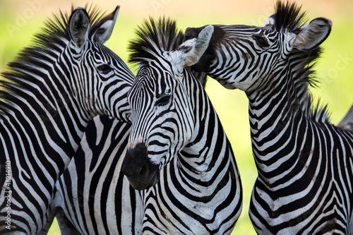 Fototapeta Naklejka Na Ścianę i Meble -  Zebras kissing and huddling
