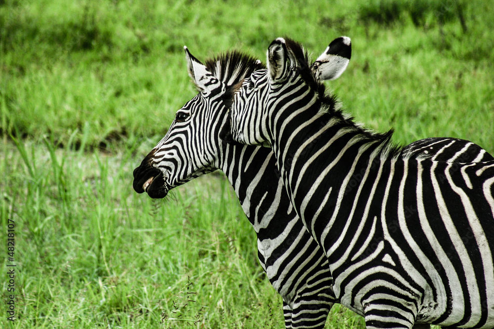 Zebras over green background in Zambia Zebras over green background in Zambia