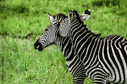 Zebras over green background in Zambia