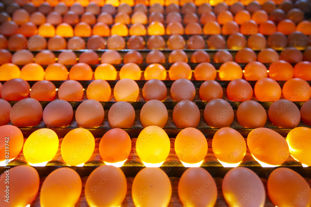 Fototapeta premium Eggs in lighting control quality in egg factory