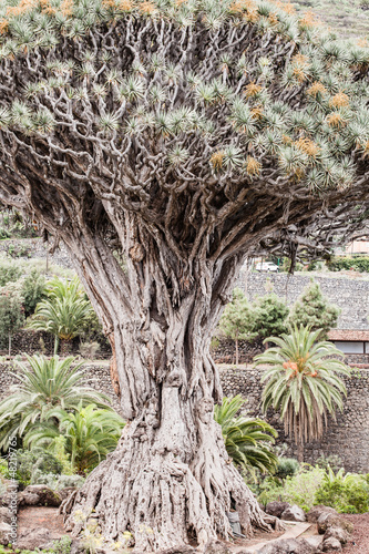 famous dragon Tree,Tenerife,Canary Islands,Spain