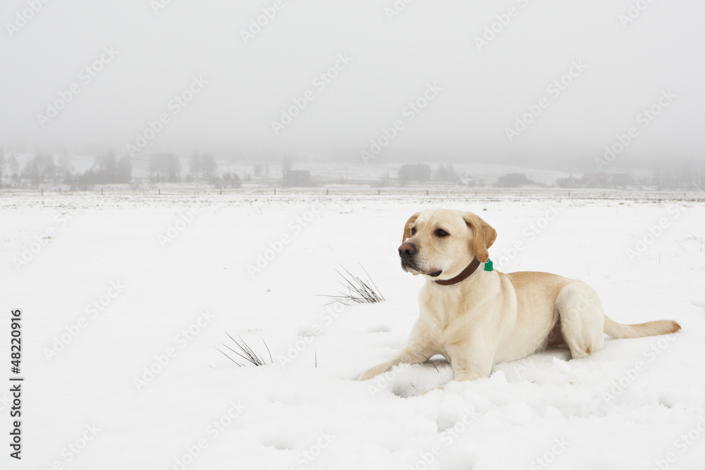 Yellow labrador retriever on snowy field.