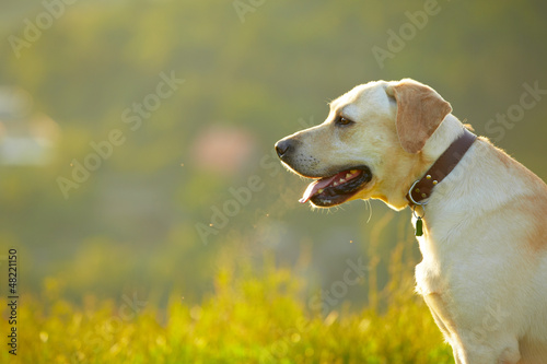 Fototapeta Naklejka Na Ścianę i Meble -  Labrador retriever in park at the sunrise