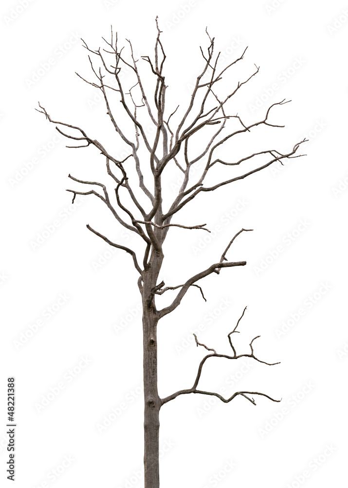 Fototapeta premium Dead and dry tree is isolated on white background