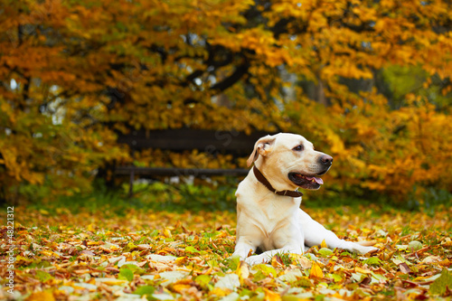 Yellow labrador retriever in autumn park