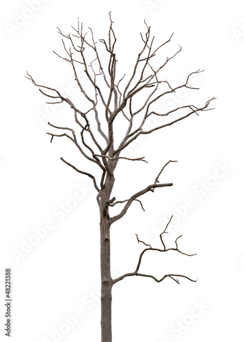 Dead and dry tree is isolated on white background