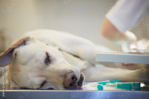 Fototapeta Naklejka Na Ścianę i Meble -  Ill labrador retriever in veterinary clinic.