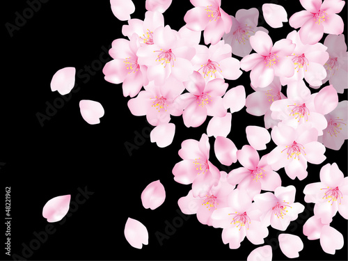 桜ふわり黒