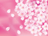 桜ふわり　ピンクぼけ