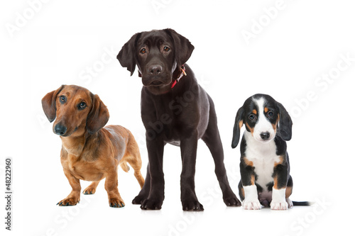 three puppies isolated on white background