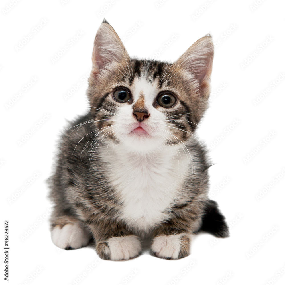 gray striped kitten with a sad grimace gray striped kitten with a sad grimace