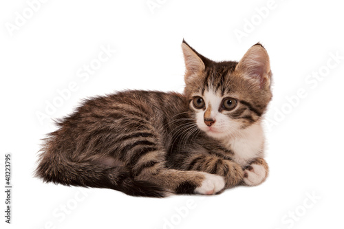 gray striped kitten with a sad grimace © maximult