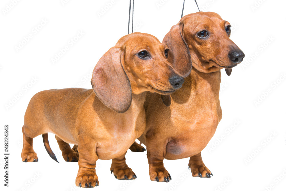 two red dachshund dogs on isolated white